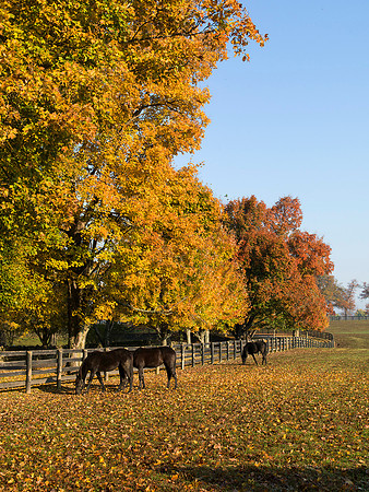 Horses-1220867