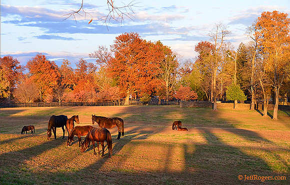 Horses9560fb