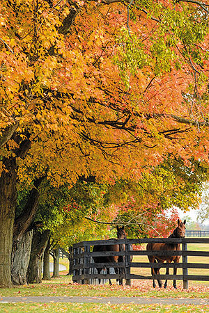 KY-HorseFallHunterton2770c