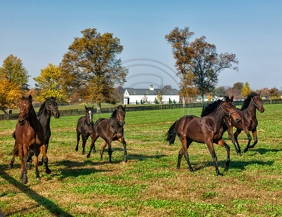 Horses1220899