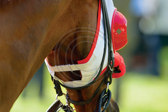 Horse_Blinkers8240