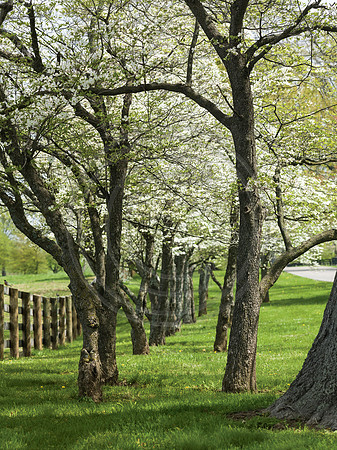 SpringDogwoods8778