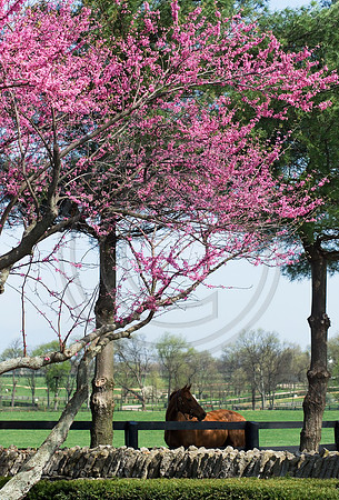 Horse_Spring7878