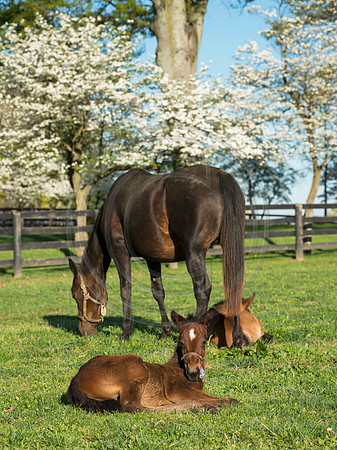 Horse_Foals-0144