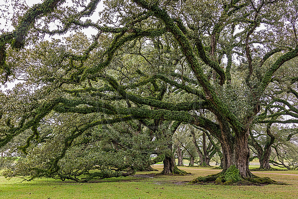La_OaksAlley-4124
