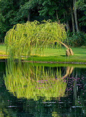 Pawleys_TreeBlooms-2728