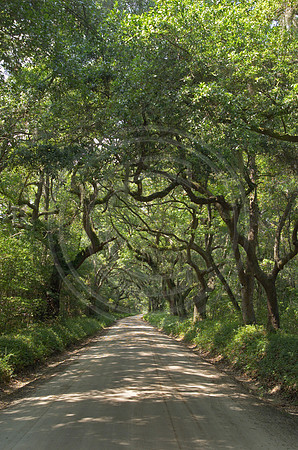 Charleston_2696