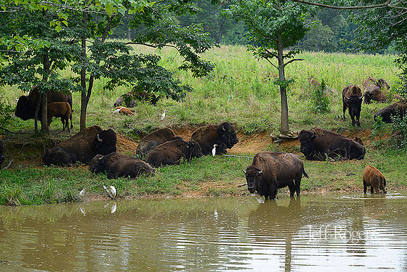 Buffalo_LBL5285w