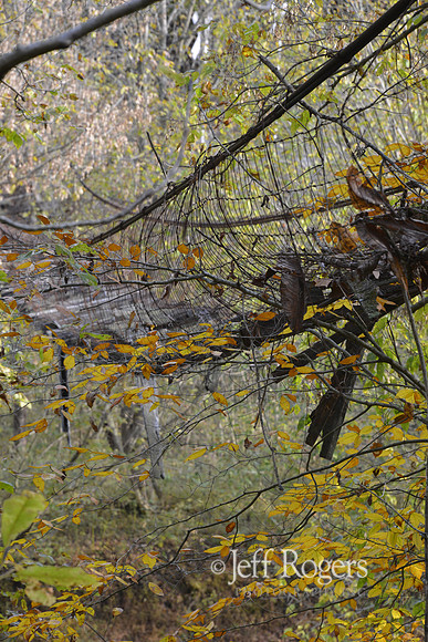 SwingingBridge4812