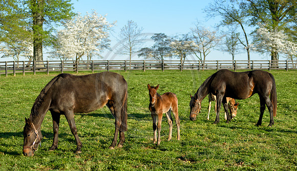 Horses-0122_15x26