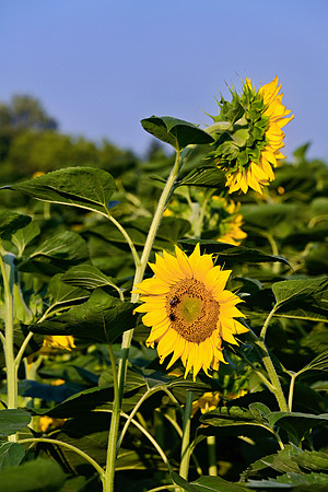 _JRP5789_Radiant