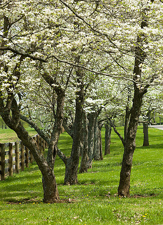 JRP_SpringTrees8782w