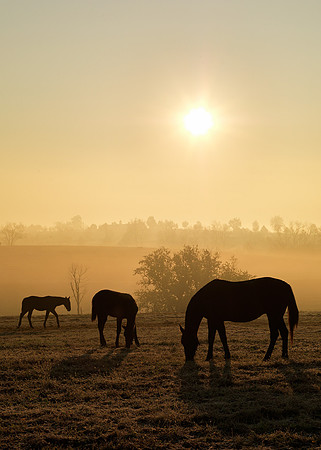 Horse_Hunterton_1220777
