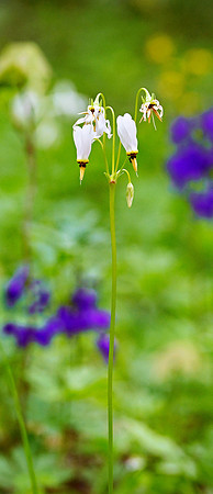 _JRP2586_Radiant_crop