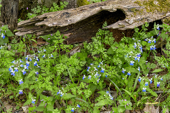 KY-Wildflowers7975