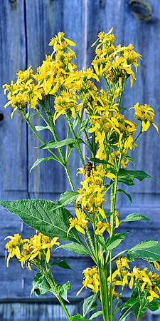_DSC0328_Radiant_crop