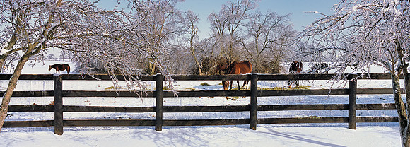 IceStormHorses