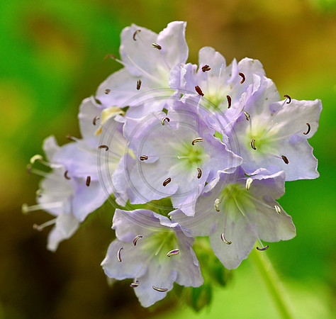 _JRP3079_Radiant
