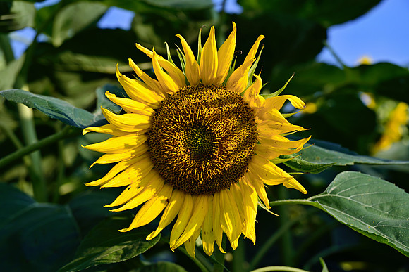 _JRP5747_Radiant