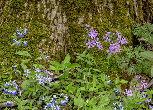 KY-Wildflowers8101