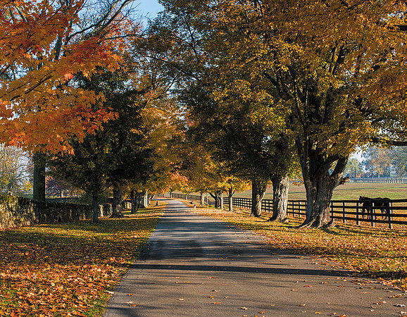 Horse_Hunerton_Fall-1220854c