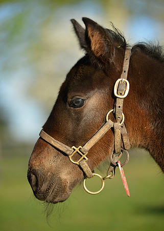 HorseHuntertonFoal0130