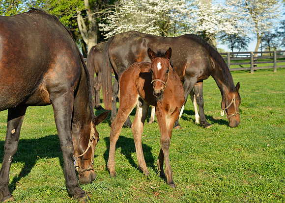 HorseHunterton0159