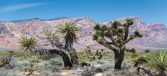 Streams in Desert_print-18