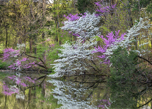 KY_Redbuds_Bernheim-7765