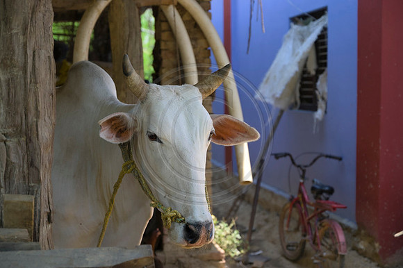 Nepal-0891