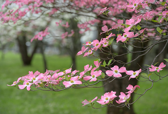 KY-Dogwood7821
