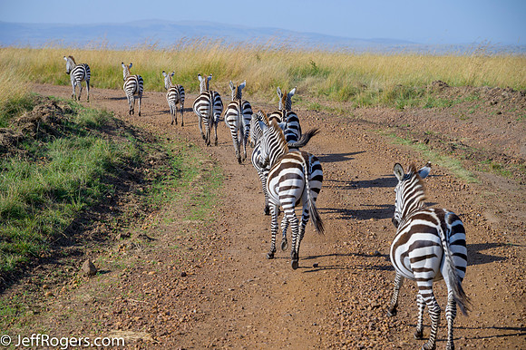 Maasai_Mara-3881