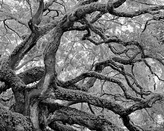 GFXS3993bw