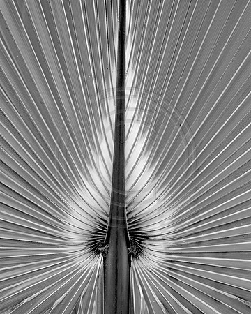 GFXS4021bw