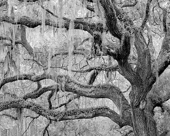 GFXS4033_bw