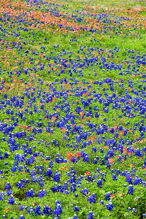 TX_wildflowers-4854