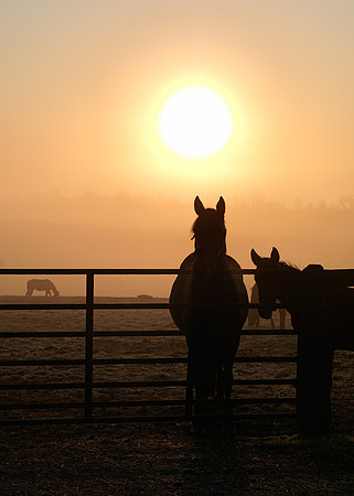 Horse_Hunterton_1220756