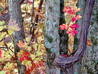 Fall_BSF3750