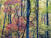 Fall_BSF3708