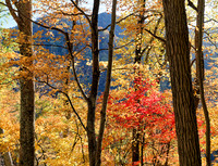 Fall_BSF3655