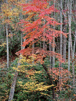 Fall_Kingdom_Come3846