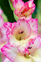 Flowers0007
