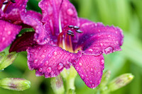 Flowers0097