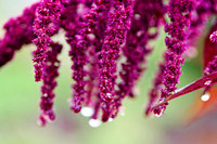 Flowers0135