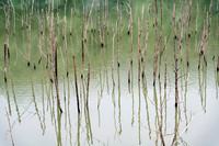 Larurel_Lake_Sticks_BSF6955