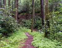 Path_RRG_Rhododendron3512
