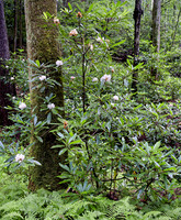 RRGorge_Rhodendron3509