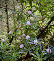RRGorge_Rhodendron3551