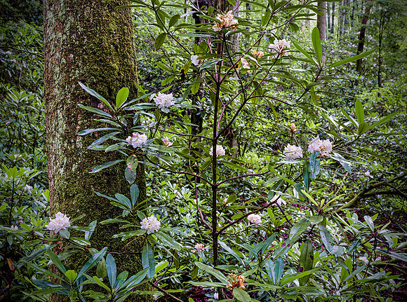 RRGorge_Rhododentron0080