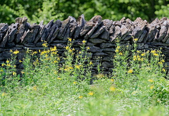Shaker_Stone_fence5228